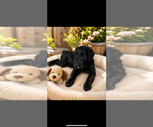 Medium Schnauzer (Giant)