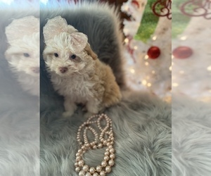 Pomeranian-Poodle (Toy) Mix Puppy for sale in BEECH GROVE, IN, USA