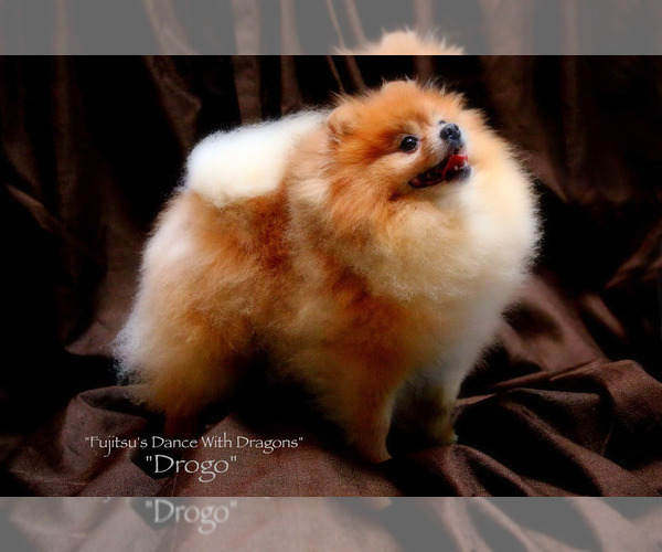 Medium Photo #1 Pomeranian Puppy For Sale in PORT ORCHARD, WA, USA