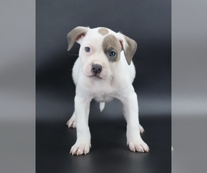 American Bully Puppy for sale in CHAMPAIGN, IL, USA