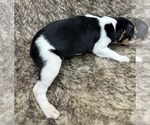 Small #5 Rat Terrier
