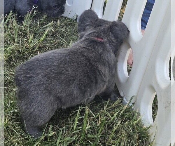 Medium Photo #2 French Bulldog Puppy For Sale in COLUMBUS, GA, USA