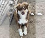 Small Photo #1 Miniature Australian Shepherd Puppy For Sale in FORT MORGAN, CO, USA