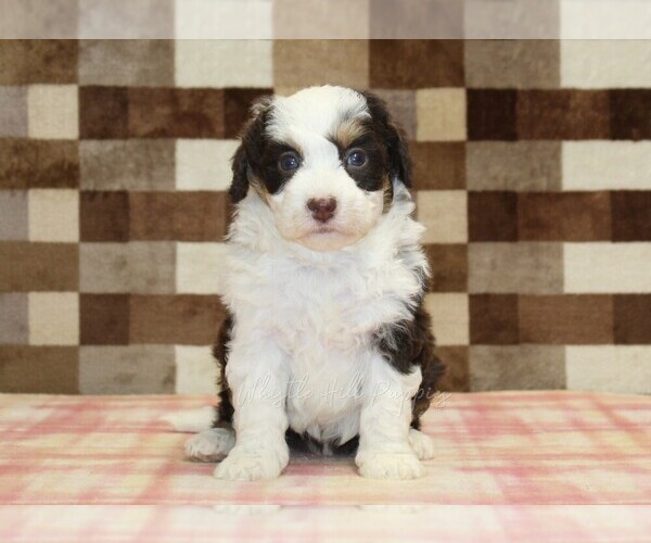 Medium Photo #3 Bernedoodle (Miniature) Puppy For Sale in DENVER, PA, USA