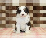 Small #2 Bernedoodle (Miniature)