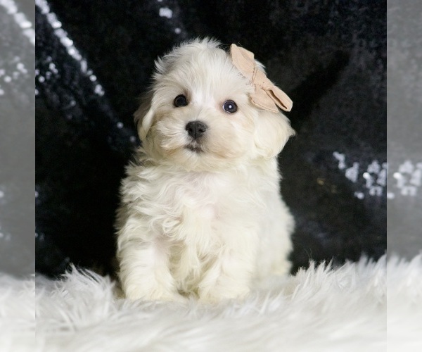Medium Photo #2 Maltipoo Puppy For Sale in WARSAW, IN, USA