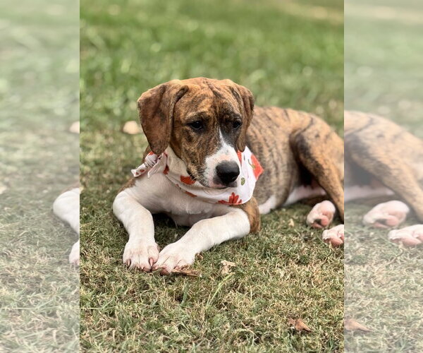 Medium Photo #3 Beagle Puppy For Sale in Southbury, CT, USA
