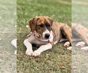 Sunny - Female Beagle Dog for Adoption - Photo #3
