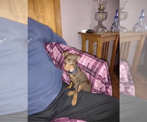 Miniature Pinscher Puppy for sale in GREENWOOD, WI, USA