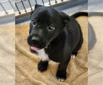 Small Labrador Retriever Mix