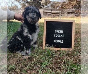 Poodle (Standard) Puppy for sale in COUCH, MO, USA