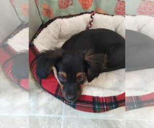 Miniature Pinscher-Unknown Mix Dogs for adoption in York, SC, USA