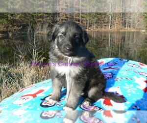 German Shepherd Dog Puppy for Sale in PIEDMONT, Missouri USA