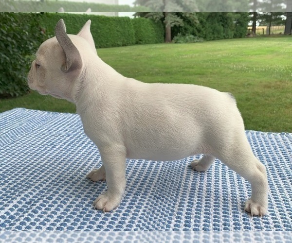 Medium Photo #7 French Bulldog Puppy For Sale in BREMEN, IN, USA