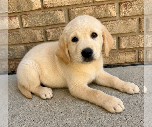 Medium Photo #2 Labrador Retriever Puppy For Sale in FAIR HAVEN, MI, USA