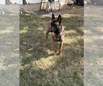 Small #2 Mutt