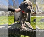 Small #6 Great Dane