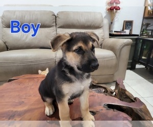 German Shepherd Dog Puppy for Sale in HIGHLAND, California USA