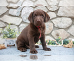 Puppy Art Labrador Retriever