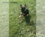 Small Photo #2 French Bulldog Puppy For Sale in FRASER, MI, USA