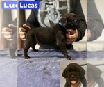 Puppy Lucas Cane Corso