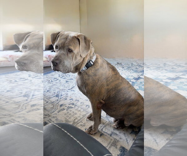 Medium Photo #2 Mutt Puppy For Sale in St. Louis Park, MN, USA