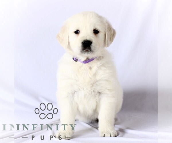 Medium Photo #3 English Cream Golden Retriever Puppy For Sale in GORDONVILLE, PA, USA