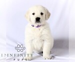 Small #2 English Cream Golden Retriever