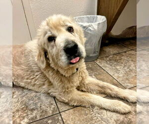 Great Pyrenees Dogs for adoption in Vail, AZ, USA