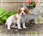 Small #1 Cavalier King Charles Spaniel