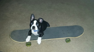 Boston Terrier Puppy for sale in PRINCETON, WV, USA