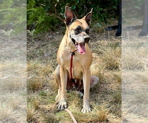 Chloe Sunshine - Female Great Dane-Unknown Mix Dog for Adoption - Photo #3