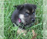Small Photo #6 German Shepherd Dog-Siberian Husky Mix Puppy For Sale in OTTAWA, KS, USA