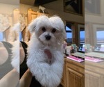 Small Photo #7 Maltese Puppy For Sale in GRANGEVILLE, ID, USA