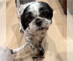 Small #1 Shih Tzu Mix