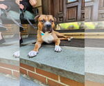 Small #1 Bulldog Mix