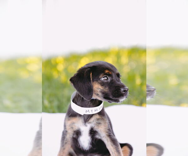 Medium Photo #4 Chiweenie Puppy For Sale in Princeton, MN, USA