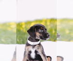 Small #3 Chiweenie
