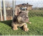Small #14 French Bulldog