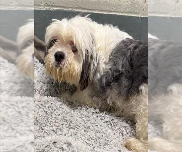 Medium Photo #1 Shih Tzu Puppy For Sale in Peoria, IL, USA
