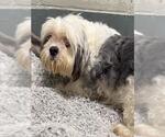 Small Shih Tzu