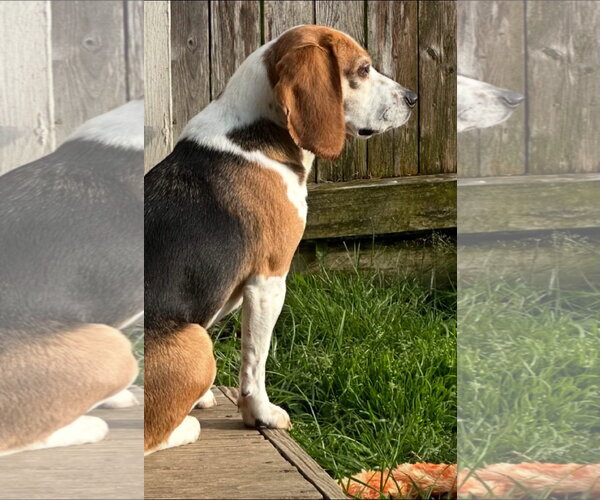 Medium Photo #3 Beagle Puppy For Sale in Alexander, AR, USA