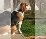 Small #2 Beagle