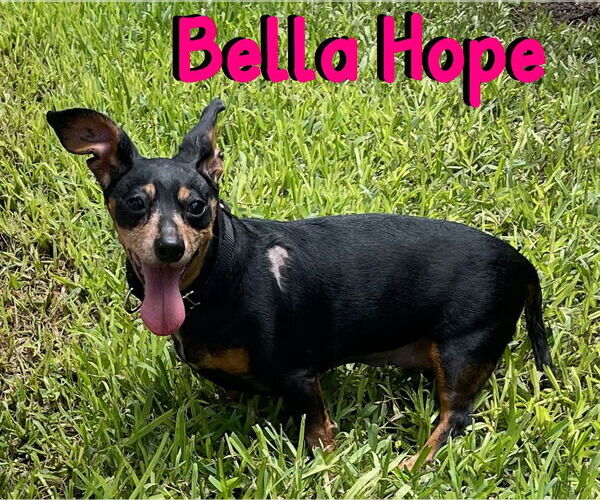 Medium Photo #61 Dachshund-Unknown Mix Puppy For Sale in San Antonio, TX, USA