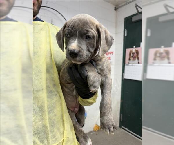 Medium Photo #1 Mutt Puppy For Sale in Woodland, CA, USA
