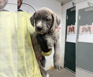 Mutt Dogs for adoption in Woodland, CA, USA