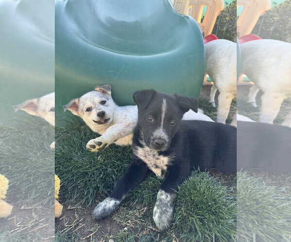 Medium Photo #7 Mutt Puppy For Sale in Sandy, UT, USA