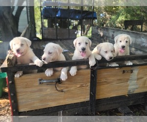 Akbash Dog Dog for Adoption in WEBSTER, Florida USA