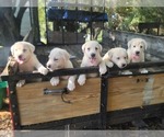 Image preview for Ad Listing. Nickname: Litter of pups