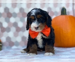 Bernedoodle Puppy for sale in LANCASTER, PA, USA